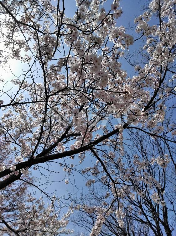 桜の木（タテ）2 桜,さくら,春の写真素材
