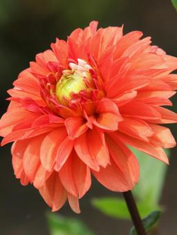 ダリア・天竺牡丹 ダリア,クローズアップ,球根植物の写真素材