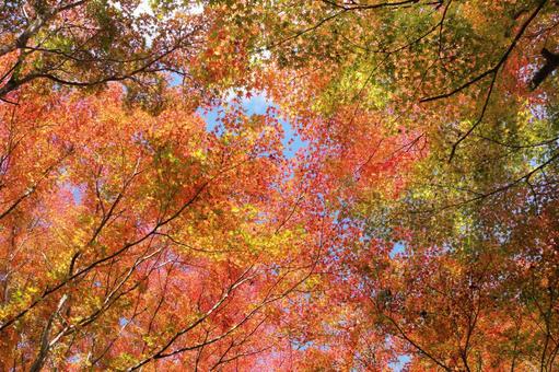 紅葉 秋の景色 紅葉 秋の景色 紅葉,秋,秋素材の写真素材