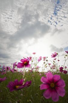 光を浴びたコスモス畑と広がる雲 コスモス,秋桜,花畑の写真素材