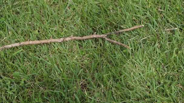 芝生と落ちた枯れ枝 芝生,枝,草むらの写真素材