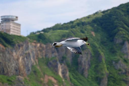 空飛ぶウミネコ 空飛ぶウミネコの写真