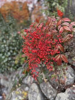 南天。赤い実 南天,赤い実,植物の写真素材