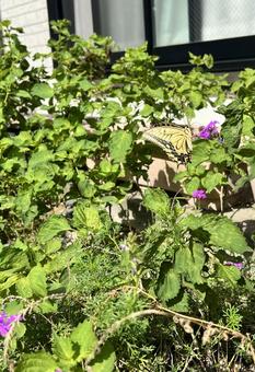 花とチョウ 花とチョウの写真