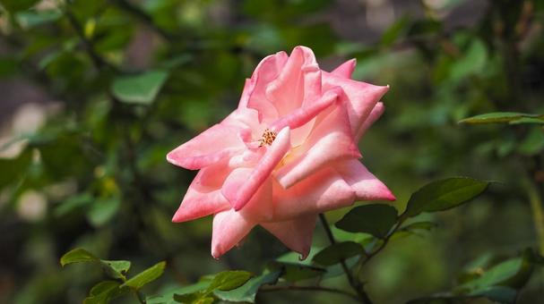 ピンクのバラ ピンクのバラ ばら,バラ,薔薇の写真素材