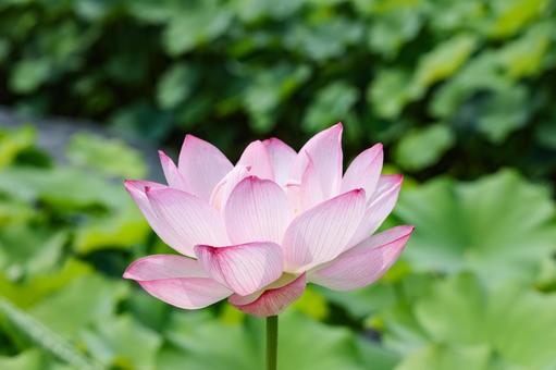 蓮の花 クローズアップ 蓮の花 クローズアップの写真