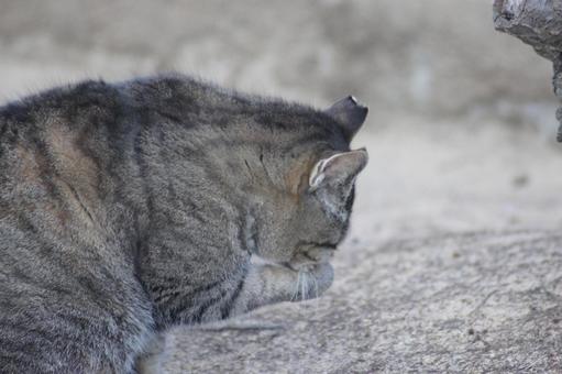 ねこ のらねこ,にゃんこ,可愛いの写真素材