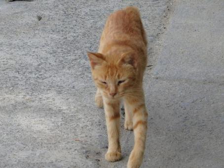 Photo, cat, laid back, natural, 
