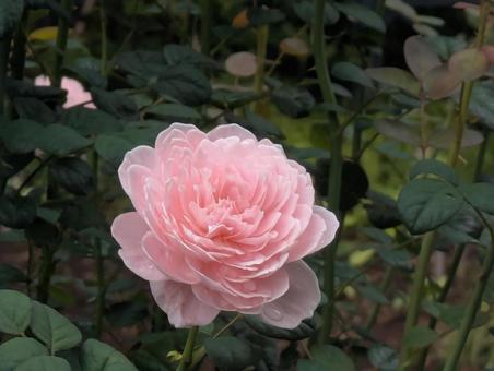 薔薇 薔薇 薔薇,春,秋の写真素材