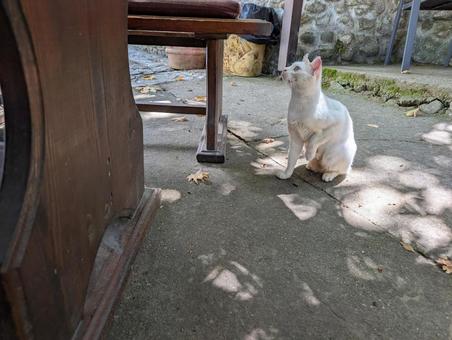 メルニックの猫 メルニックの猫 猫,動物,石畳の写真素材