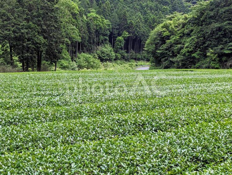 森の中の茶畑 植物,お茶,茶葉の写真素材