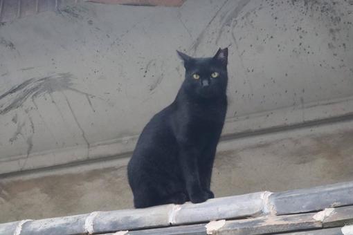 上から眺める 動物,黒猫,猫の写真素材