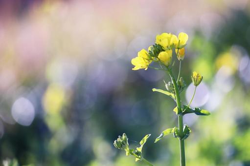 春の訪れと菜の花 春の訪れと菜の花の写真