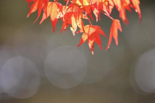 色づく紅葉 色づく紅葉 もみじ,紅葉,楓の写真素材