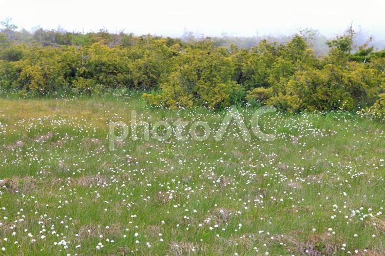 ワタスゲ（福島田代山） 花,ワタスゲ,穂の写真素材