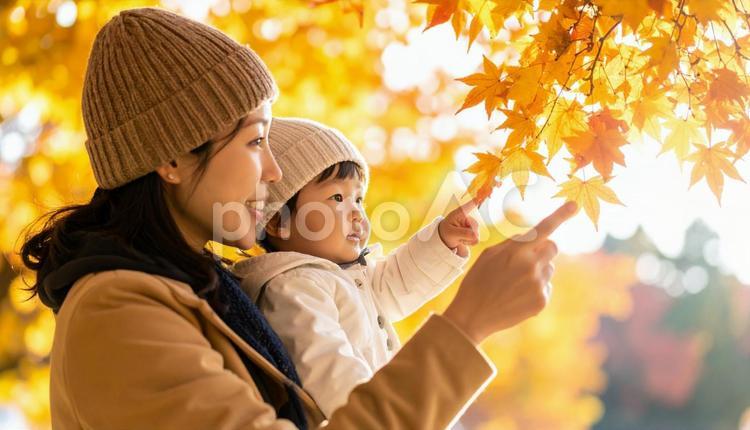 母親と子どもが一緒に木の葉を見ている 親子,公園,散歩の写真素材