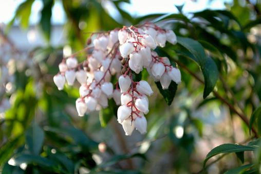 白い馬酔木の花 白い馬酔木の花 アセビ,白い花,春の写真素材