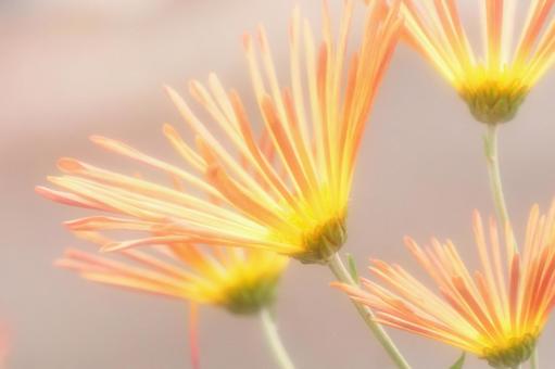 背景に合う菊の写真