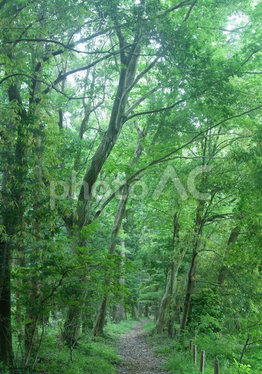 樹木_森林_7 緑,木,森の写真素材