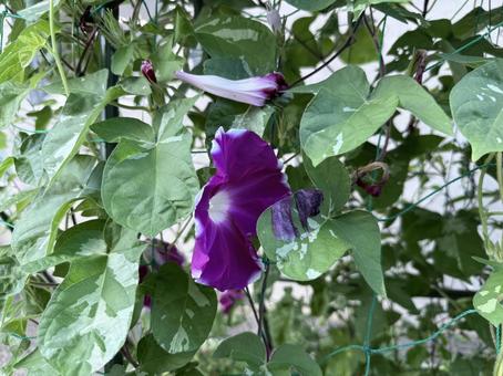 朝顔 朝顔 朝顔,花,植物の写真素材