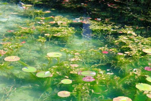 名もなき池(モネの池)_4 名もなき池(モネの池)_4 名もなき池,モネの池,鯉の写真素材