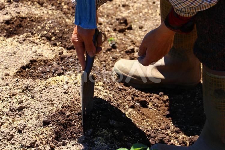 畑で植え付け前の作業しているおふくろ 影,木漏れ日,木の写真素材