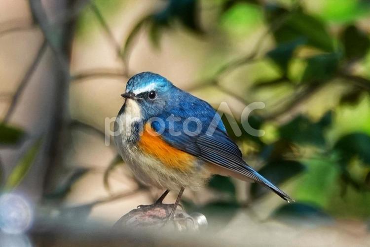 やっと出てきたね3 野鳥,生き物,動物の写真素材