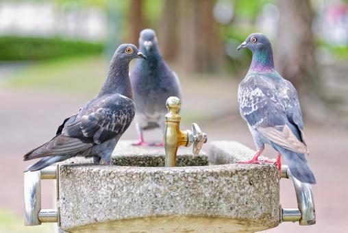 公園の水飲み場に集まるカワラバト 公園の水飲み場に集まるカワラバト カワラバト,河原鳩,ドバトの写真素材