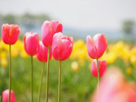 Tulips, JPG