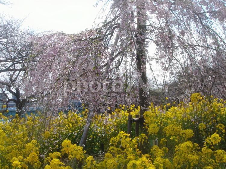 枝垂桜と菜の花 さくら,桜,サクラの写真素材