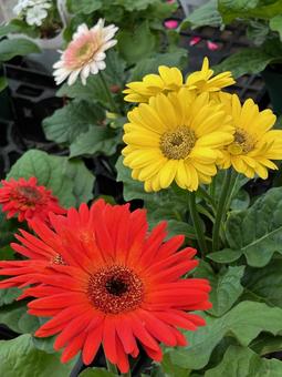 ガーベラ ガーベラ ガーベラ,花,植木の写真素材