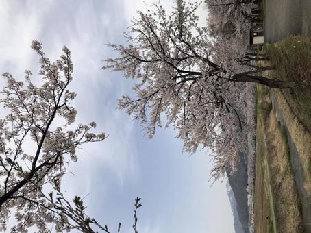 桜 桜の写真