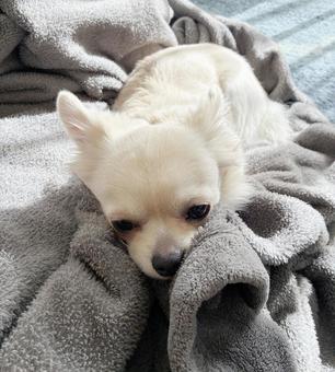 毛布の上に寝そべるチワワ チワワ,寝顔,室内犬の写真素材