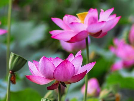 Photo, ancient lotus, lotus, lotus flower, 