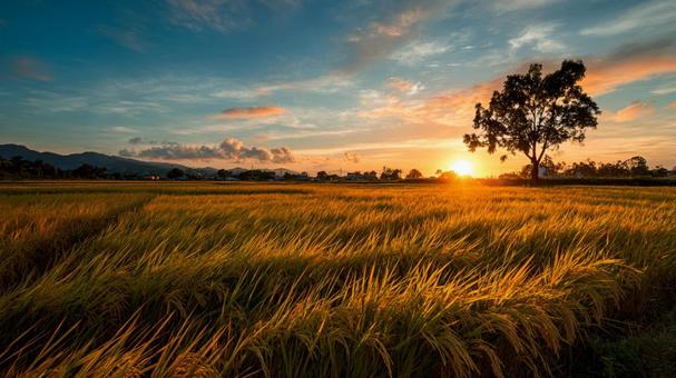 Swaying rice in a rice field at dusk, paddy field, ear rice, setting sun, JPG