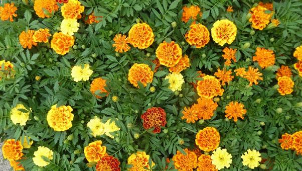カラフルなマリーゴールドの花を上から カラフルなマリーゴールドの花を上からの写真