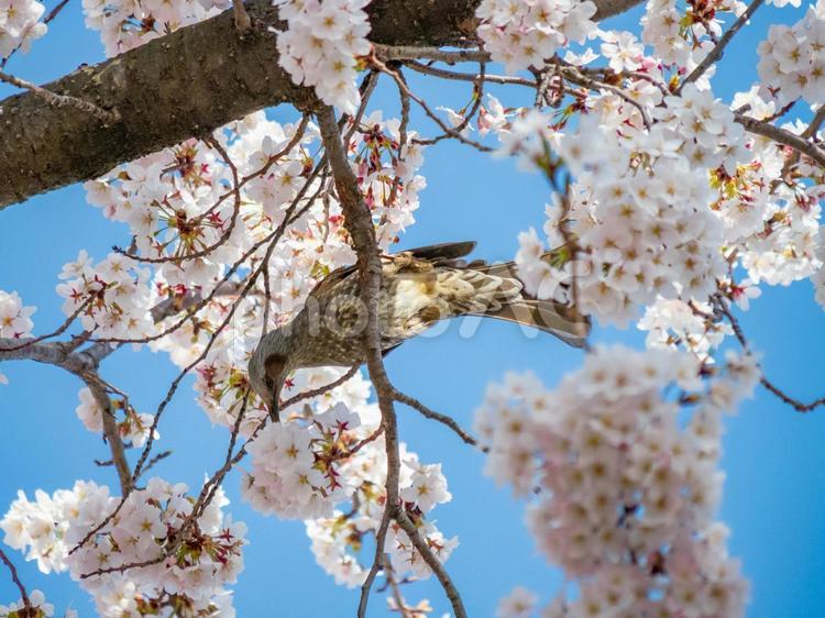 ヒヨドリと桜 桜,サクラ,さくらの写真素材