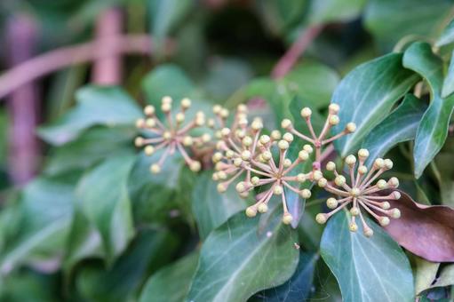 セイヨウキヅタ セイヨウキヅタ,ウコギ科,アイビーの写真素材