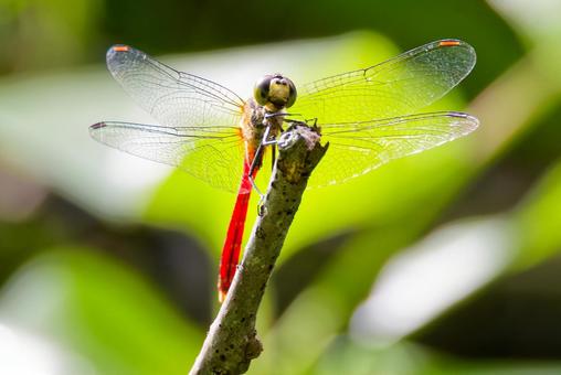 マユタテアカネの雄 マユタテアカネ,眉立茜,赤とんぼの写真素材