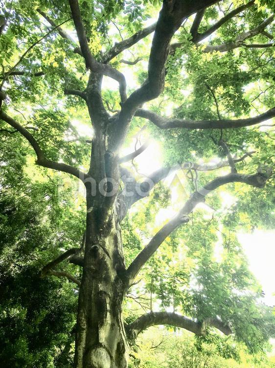 木漏れ日 木,自然,山の写真素材