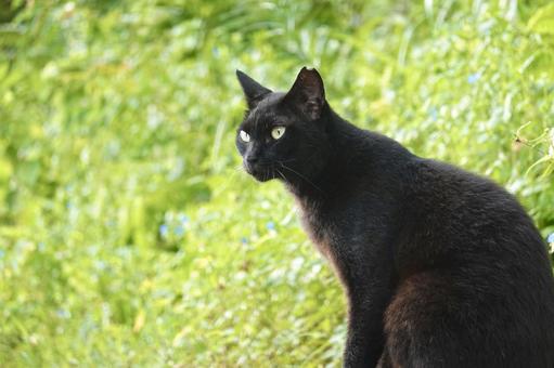 凛々しい黒猫 凛々しい黒猫の写真