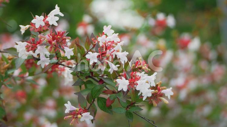 砂糖菓子のように可憐なアベリアの花 アベリア,ピンク色,白色の写真素材