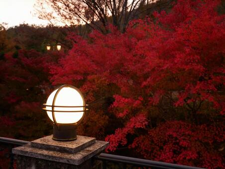 紅葉 紅葉の写真