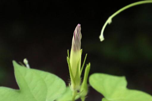 アサガオの花 アサガオの花の写真