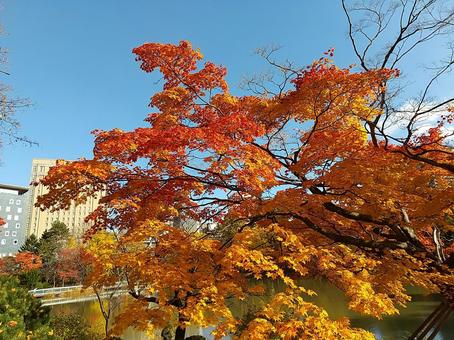 紅葉　中島公園 秋,風景,空の写真素材