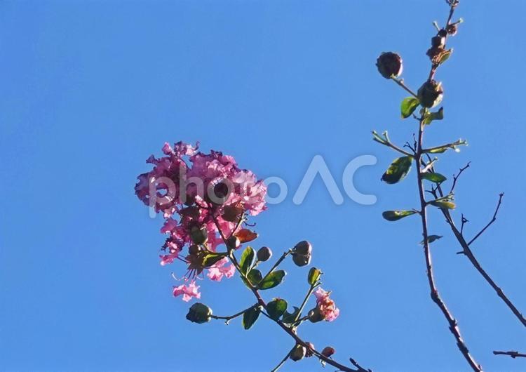 秋の初めの青空と散り際のサルスベリ サルスベリ,百日紅,ピンクの写真素材