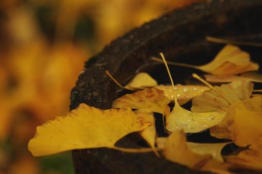 イチョウ イチョウ イチョウ,紅葉,落ち葉の写真素材