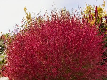 コキアの紅葉 コキアの紅葉の写真