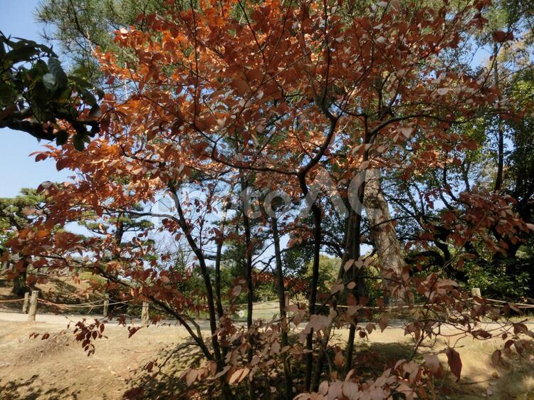 植物の強さ（ヤマコウバシ） 木,植物の写真素材