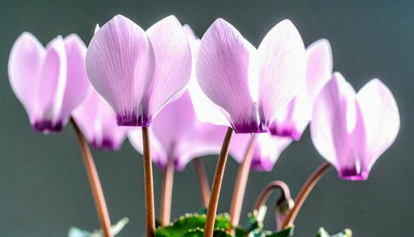 冬の花 シクラメン 冬の花 シクラメンの写真
